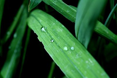 Close-up of leaf with dew drop