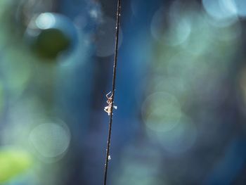 Silhouette photo red ants are climbing vines in a blurred bokeh background.