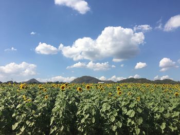 Plants growing on field against sky