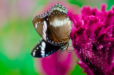 Close-up of butterfly pollinating on purple flower