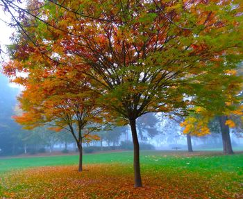 Autumn trees on field