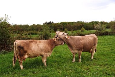 Cows on landscape