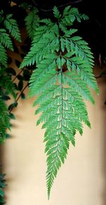 Close-up of leaves on tree