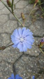 Close-up of purple flower blooming in field