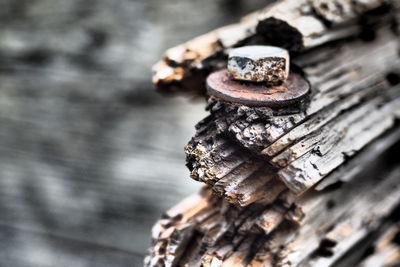 Close-up of rusty metal on wood