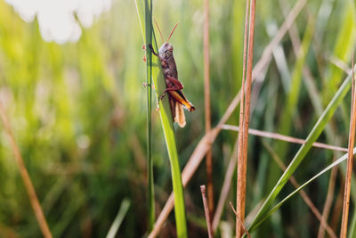 Close-up of insect on grass