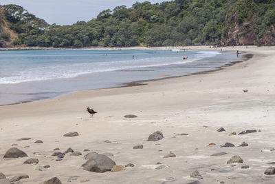 View of variable oystercatcher at new chums beach, coromandel peninsula, north island, new zealand