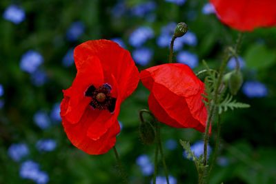 Close-up of red flower on plant