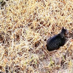 High angle view of bird on field