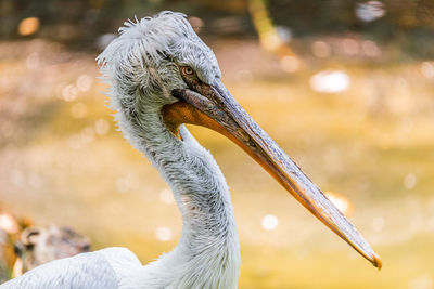 Close-up of pelican