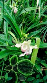 Close-up of white flowers