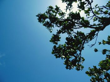 Low angle view of tree against clear sky