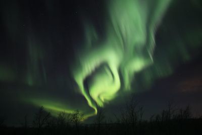 Low angle view of illuminated trees against sky at night