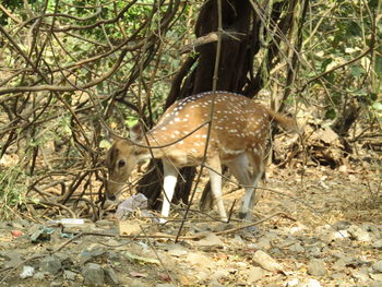 Deer in forest