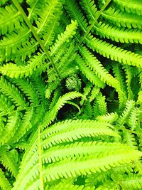 Full frame shot of fern leaves