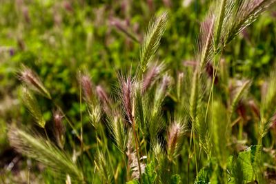 Close-up of wheat growing on field