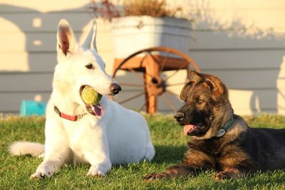 German shepherds looking at each other while sitting on grassy field