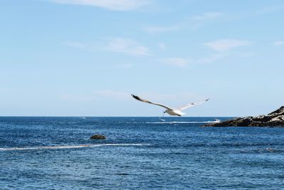 Seagulls flying over sea