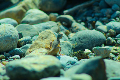 Close-up of stones on beach