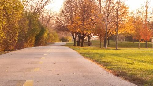 Road passing through forest
