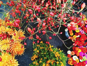 Full frame shot of red flowers