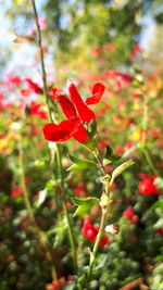 Close-up of red flowering plant