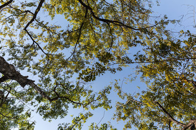 Low angle view of trees against sky