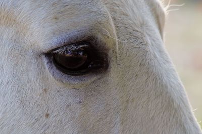 Close-up of horse eye