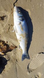 High angle view of fish on beach