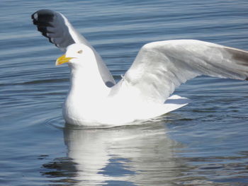 Swan swimming in lake