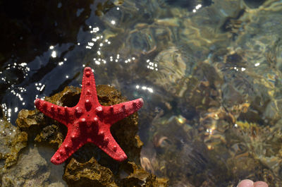 View of starfish on rock