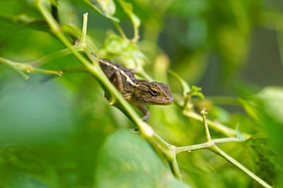 Close-up of frog on leaf