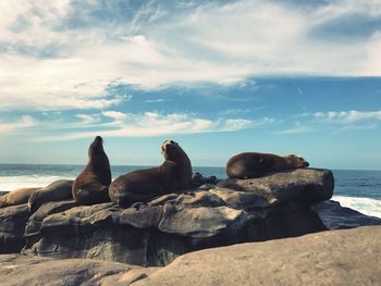 Close-up of seals on beach against sky