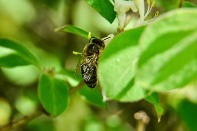 Close-up of bee pollinating flower