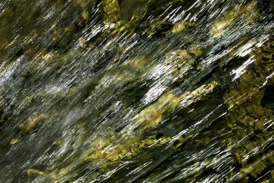 Full frame shot of raindrops on tree