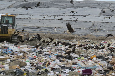 Eagles flying over garbage dump