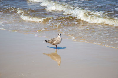 Birds on beach