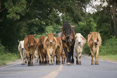 Herds of cattle walk horizontally across country roads.