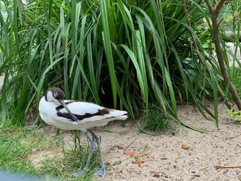 White bird on a field