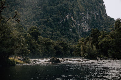 Scenic view of river amidst trees