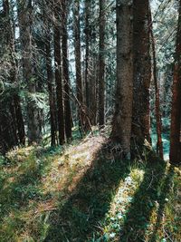 Trees growing in forest