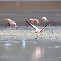 Birds in lake