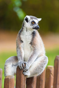 Close-up of an animal sitting on wooden post