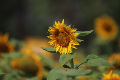 Close-up of yellow flower against blurred background