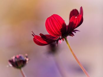 Close-up of red, chocolate cosmos flower