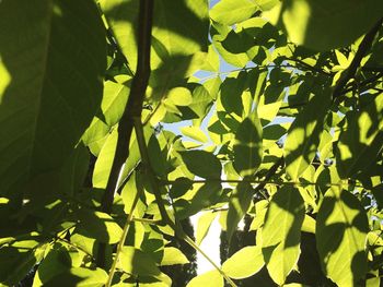 Close-up of fresh green leaves