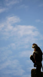 Low angle view of silhouette monkey sitting at tree top against sky anstract thinking and wisdom