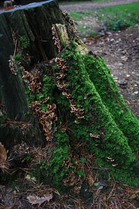 High angle view of moss on wood in forest