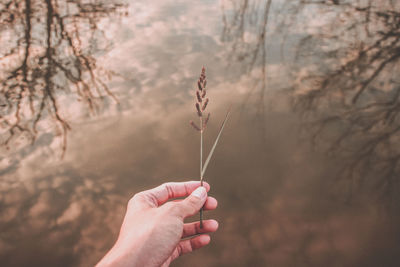 Close-up of hand holding plant