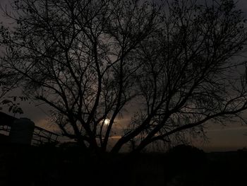 Low angle view of silhouette bare tree against sky at night